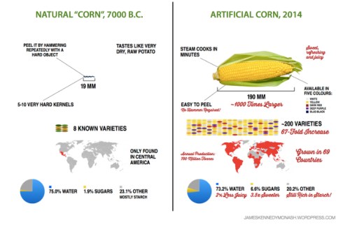 Corn  Development jpg