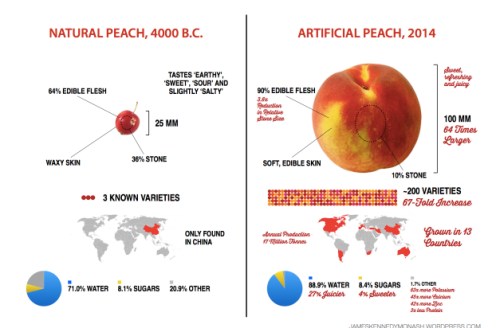 Peach Development jpeg
